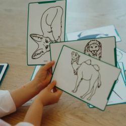 Plantillas KDYDRAWM Animales del mundo/Piratas